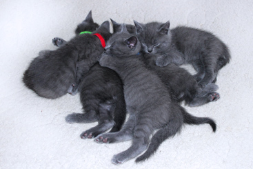 Chartreux Kitten
