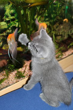 Chartreux Kitten