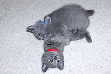 Chartreux Kitten