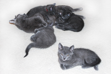 Chartreux Kitten