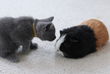 Chartreux Kitten