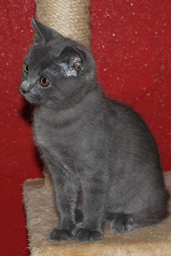 Chartreux Kitten