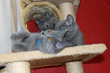 Chartreux Kitten