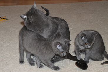 Chartreux Kitten