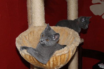 Chartreux Kitten