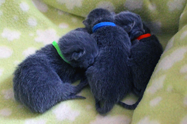 Chartreux Kitten