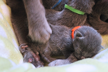 Chartreux Kitten