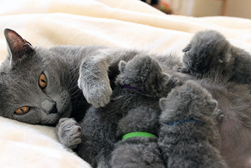 Chartreux Kitten