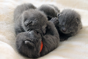 Chartreux Kitten