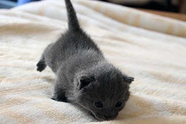 Chartreux Kitten