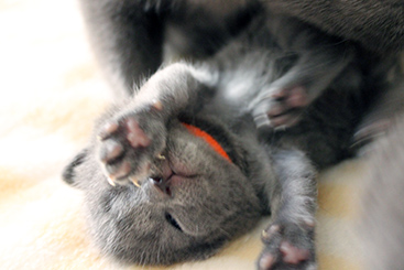 Chartreux Kitten
