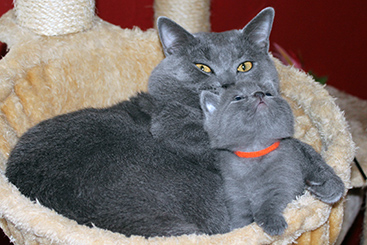 Chartreux Kitten