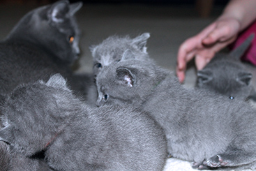 Chartreux Kitten