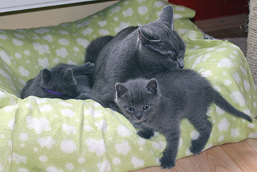 Chartreux Kitten