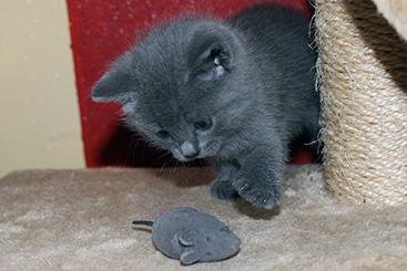 Chartreux Kitten