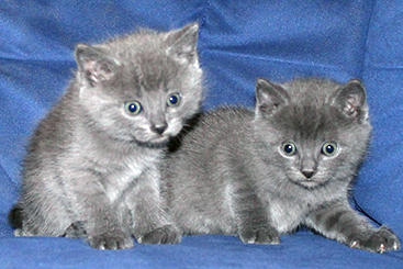 Chartreux Kitten