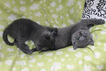 Chartreux Kitten