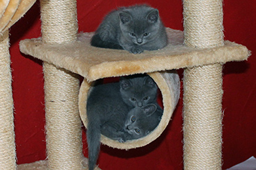 Chartreux Kitten