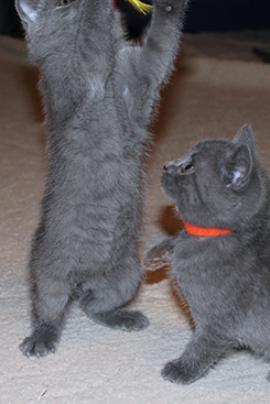 Chartreux Kitten