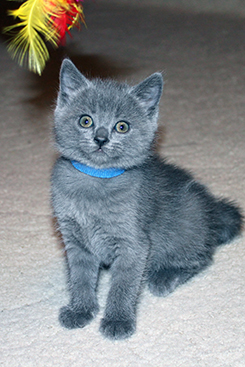 Chartreux Kitten
