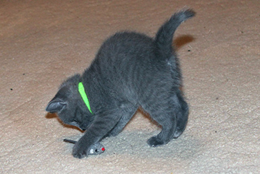 Chartreux Kitten
