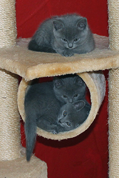 Chartreux Kitten