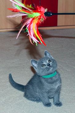 Chartreux Kitten