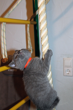 Chartreux Kitten