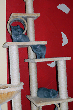 Chartreux Kitten