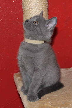 Chartreux Kitten