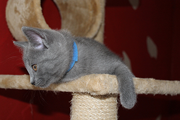Chartreux Kitten