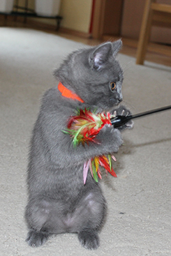 Chartreux Kitten