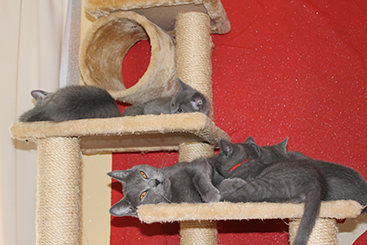 Chartreux Kitten