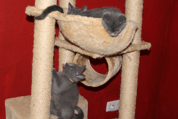 Chartreux Kitten