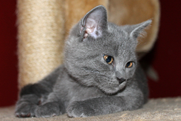 Chartreux Kitten