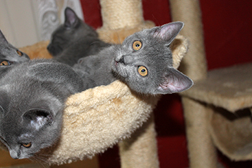 Chartreux Kitten