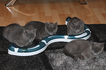 Chartreux Kitten