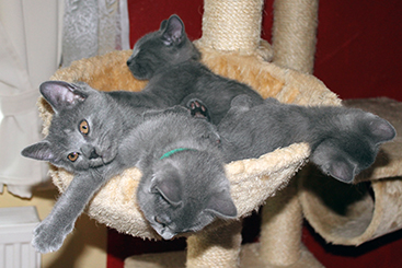 Chartreux Kitten