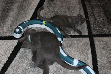 Chartreux Kitten