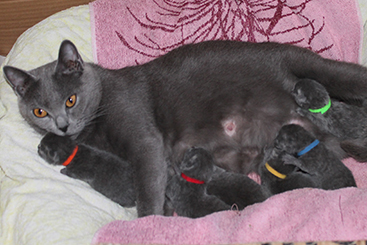 Chartreux Kitten