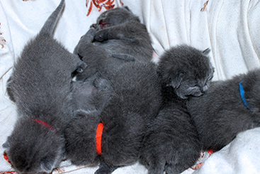 Chartreux Kitten