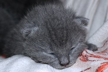 Chartreux Kitten