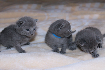 Chartreux Kitten