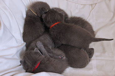 Chartreux Kitten