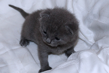 Chartreux Kitten