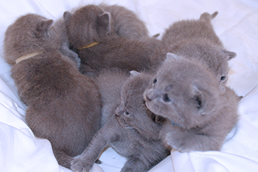 Chartreux Kitten