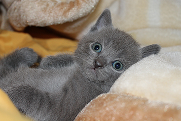 Chartreux Kitten