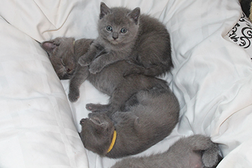 Chartreux Kitten
