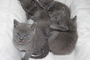 Chartreux Kitten