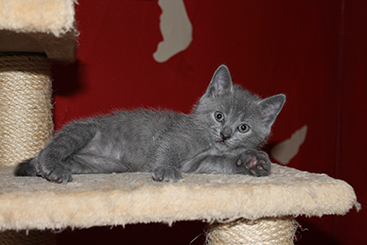 Chartreux Kitten